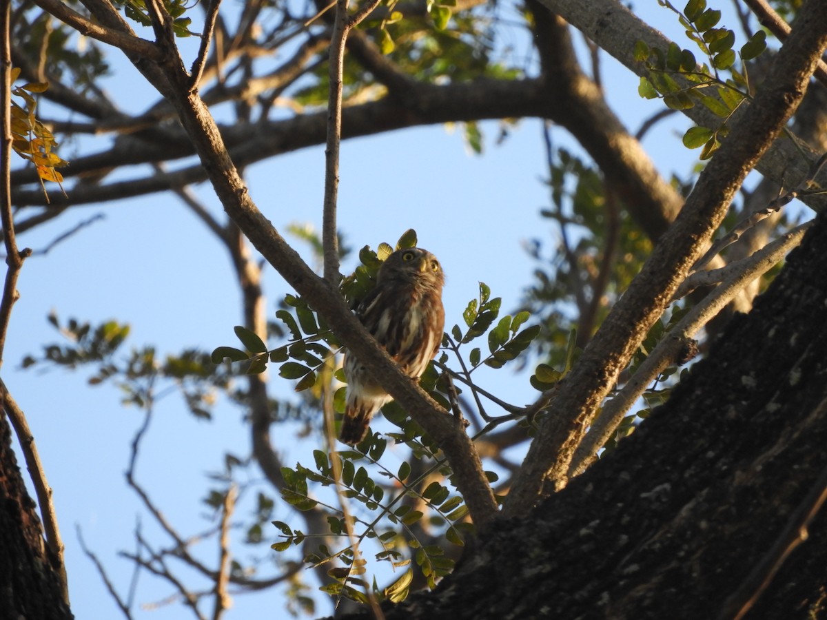 Ferruginous Pygmy-Owl - Nhering Daniel Ortiz Lobo