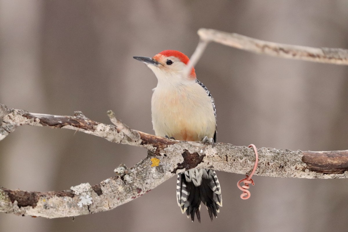 Red-bellied Woodpecker - Zwazo James