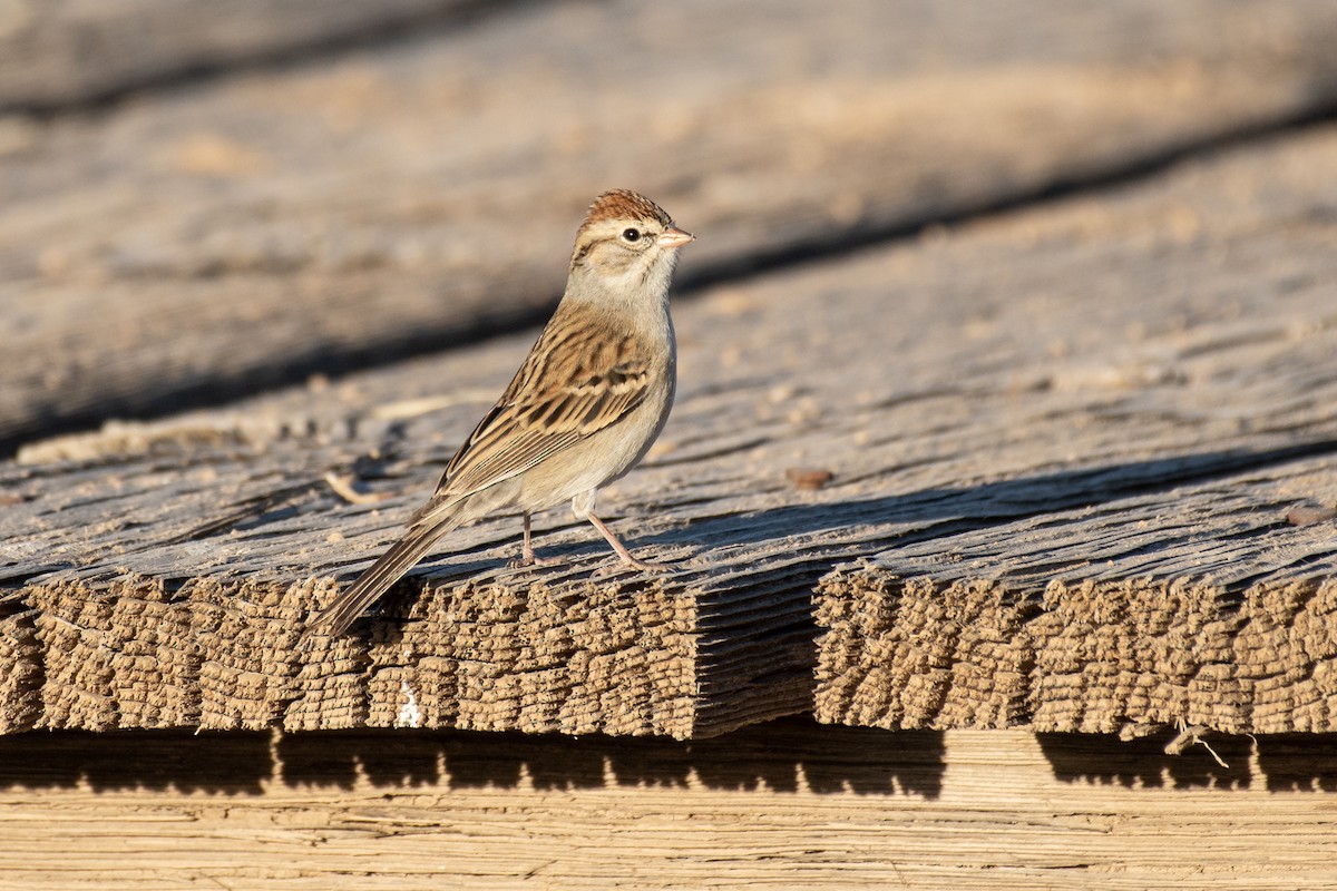 Chipping Sparrow - ML294045021