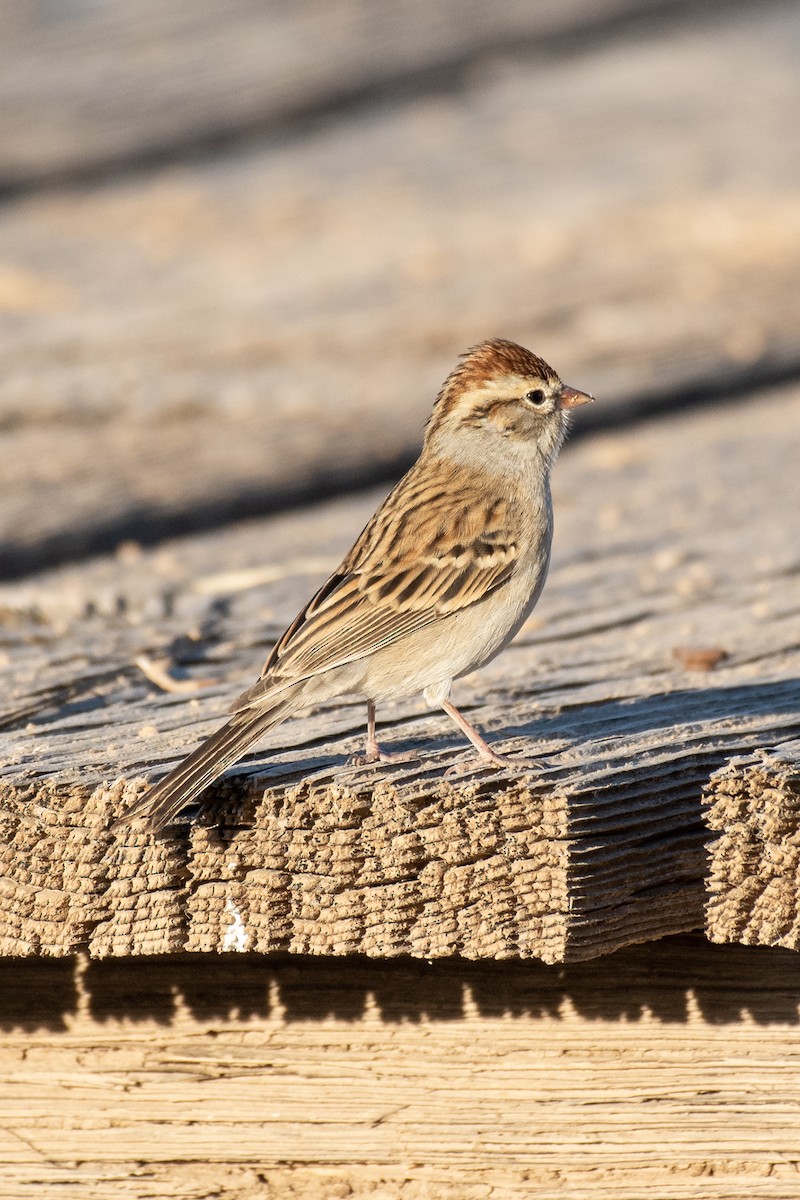 Chipping Sparrow - Neil Rucker