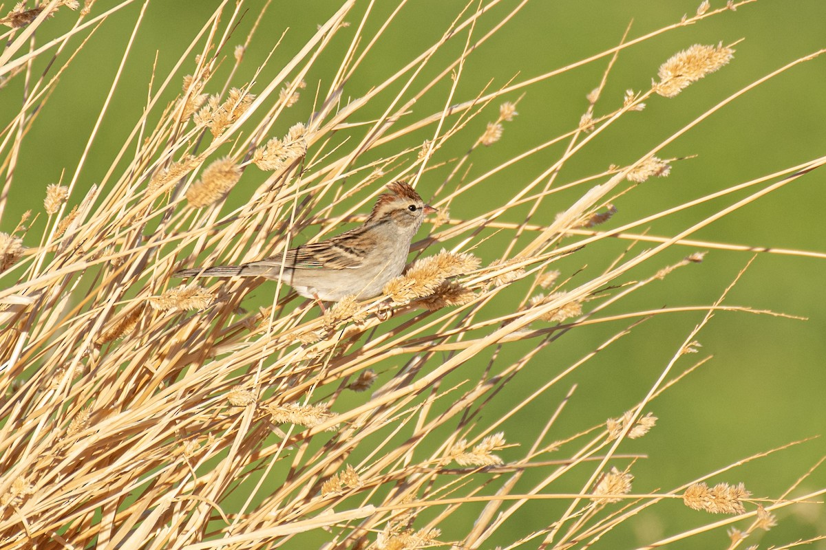 Chipping Sparrow - ML294045071