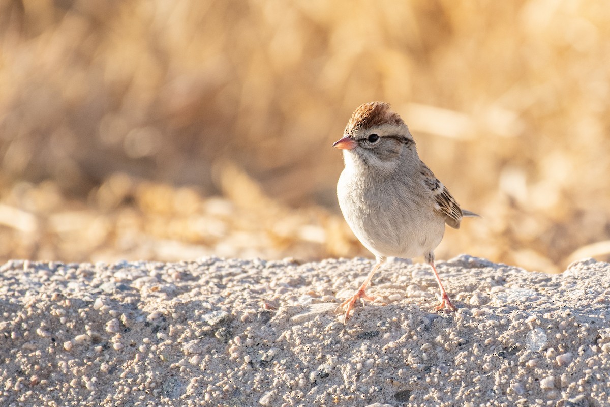 Chipping Sparrow - ML294045081