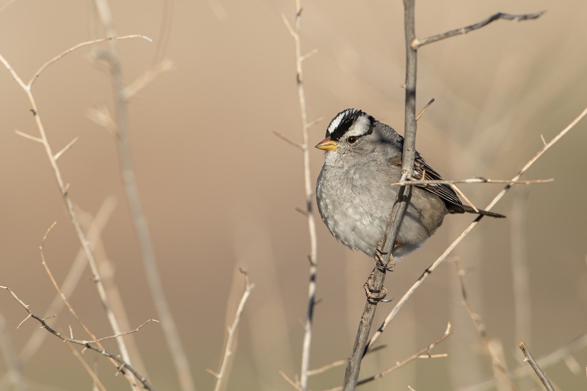 White-crowned Sparrow - ML294045301