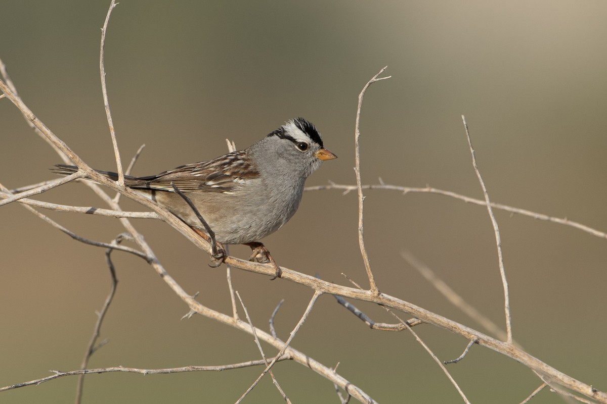 White-crowned Sparrow - ML294045311