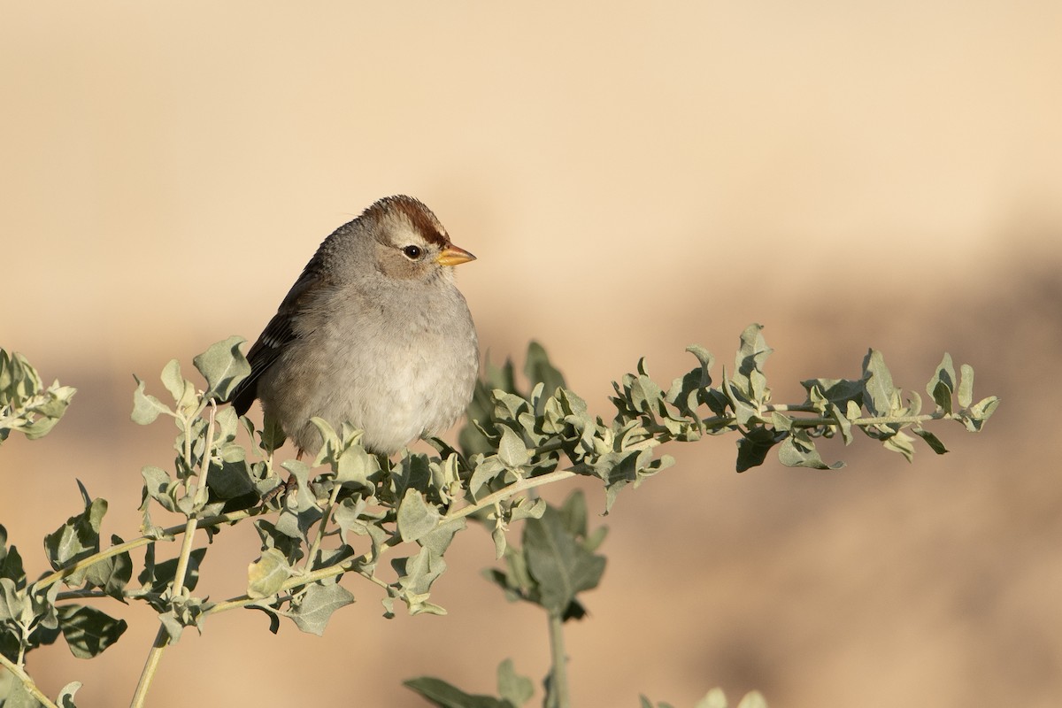 White-crowned Sparrow - ML294045321