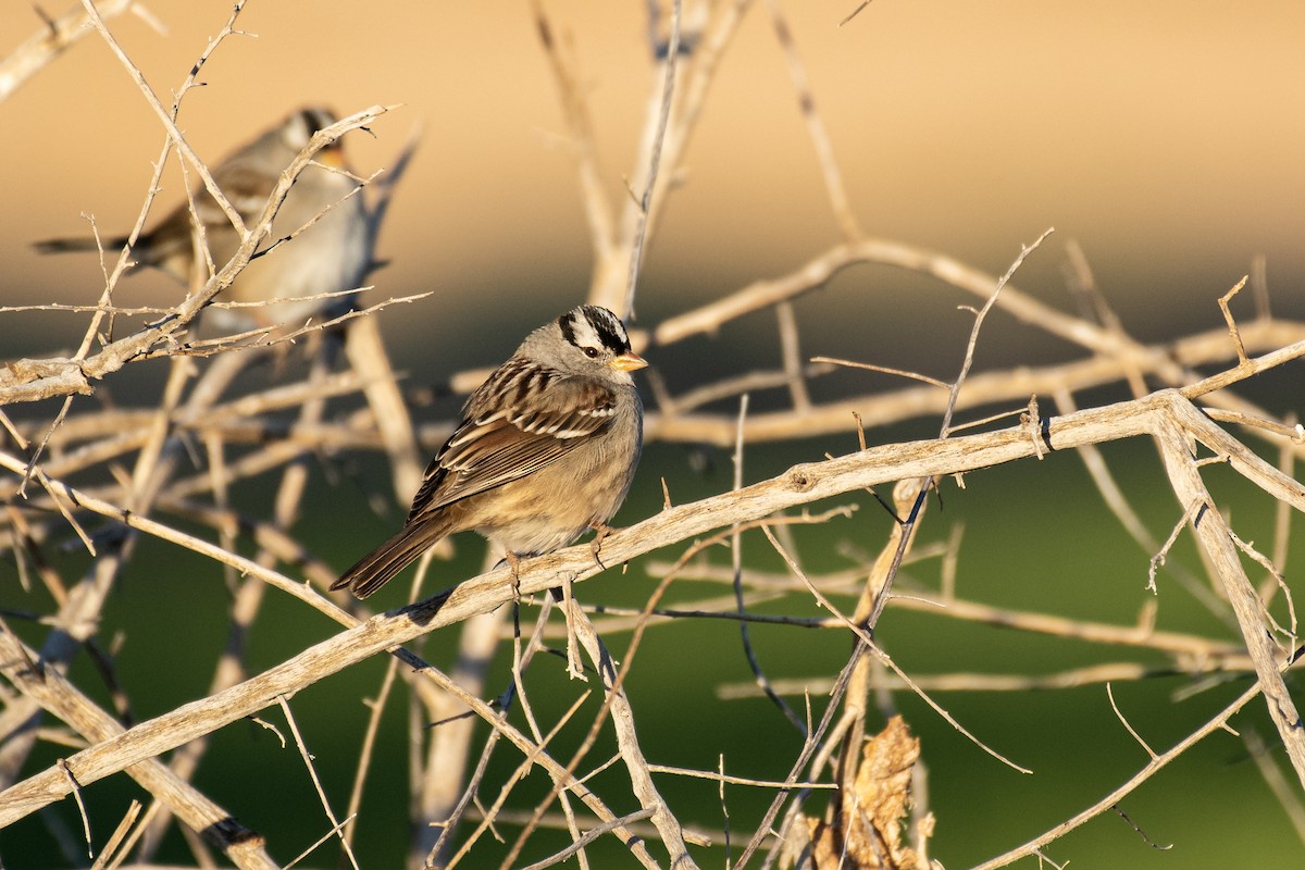 White-crowned Sparrow - ML294045351