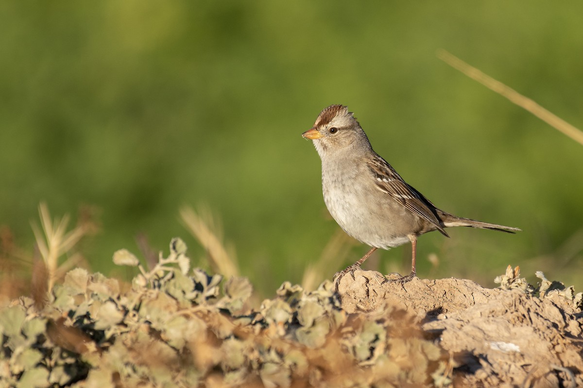 White-crowned Sparrow - ML294045361