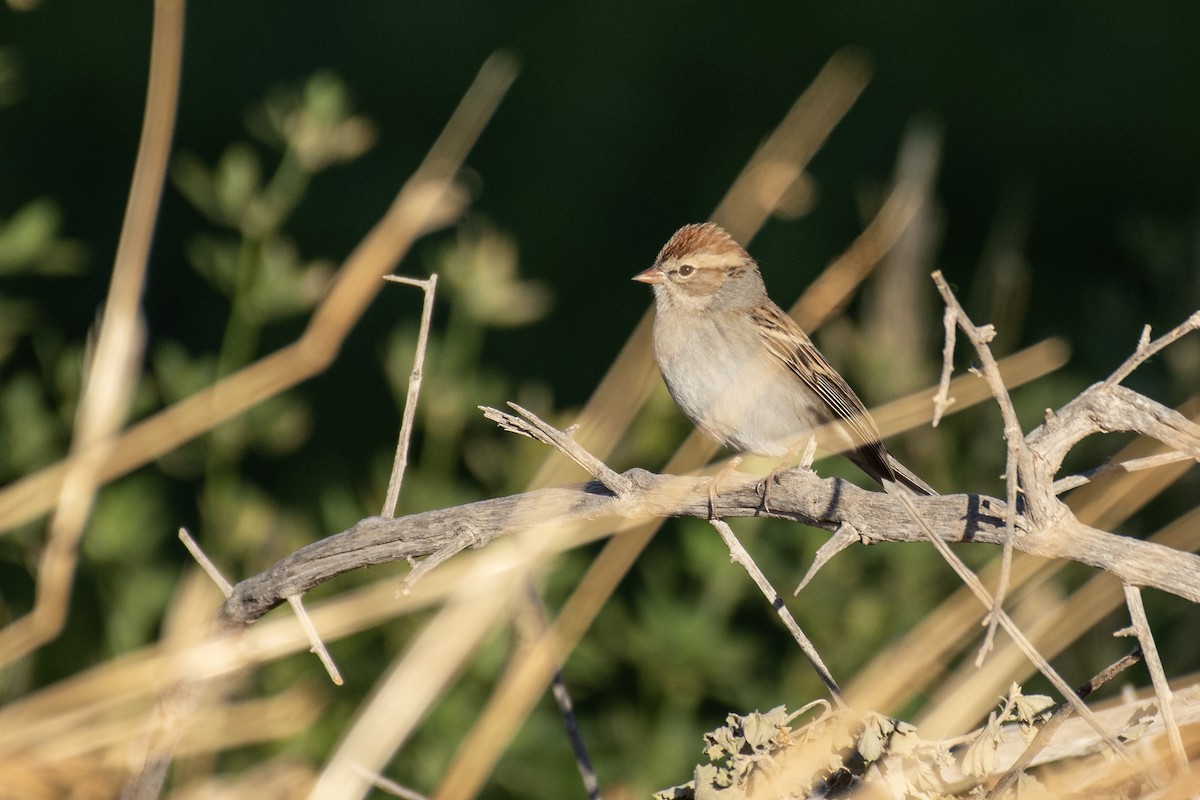 Chipping Sparrow - ML294045641
