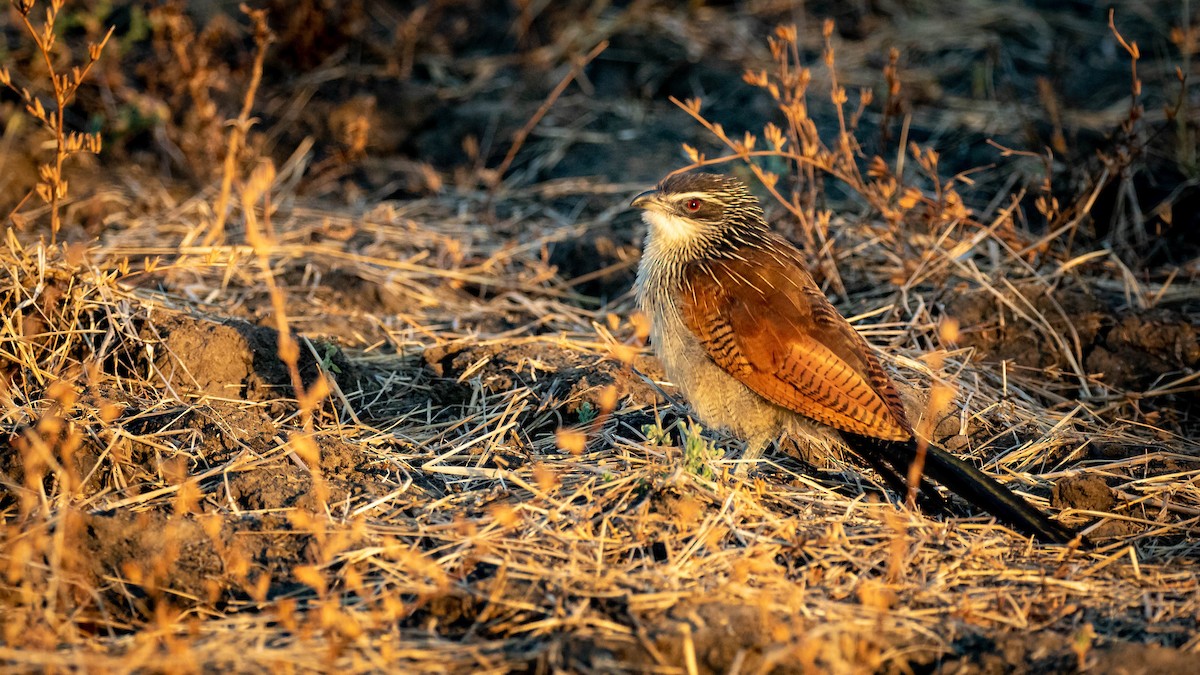 White-browed Coucal - Michael Riffel