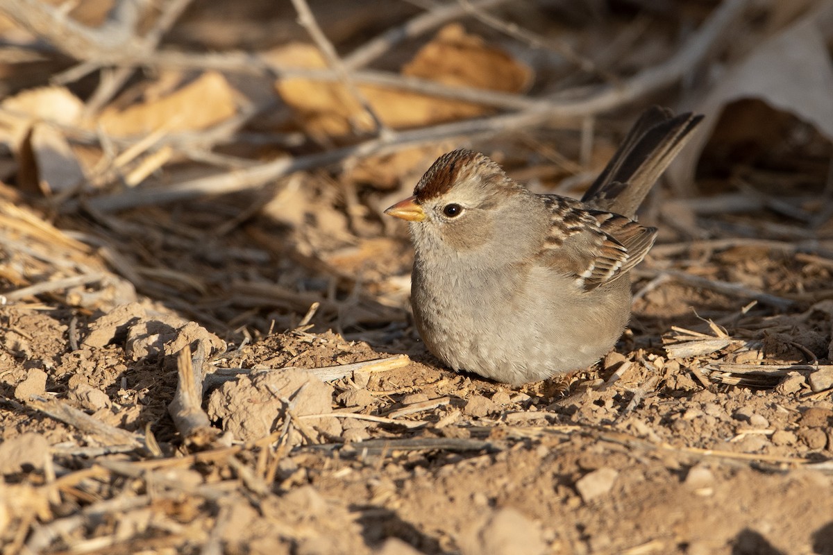 White-crowned Sparrow - ML294051801