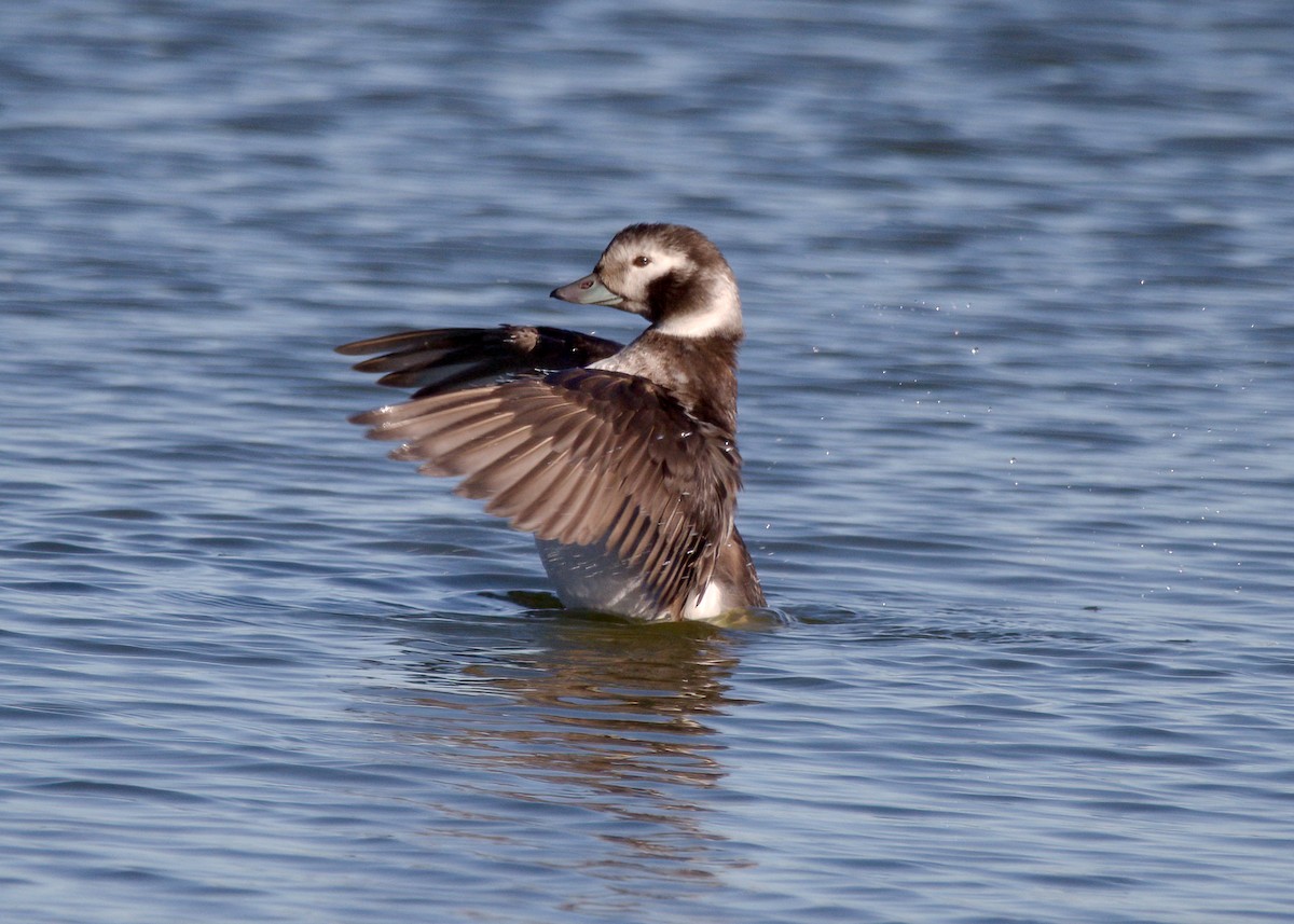 Long-tailed Duck - ML294053291