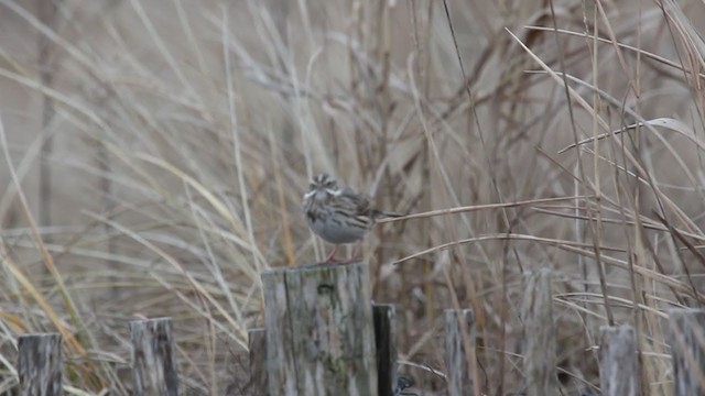 Savannah Sparrow (Ipswich) - ML294055591