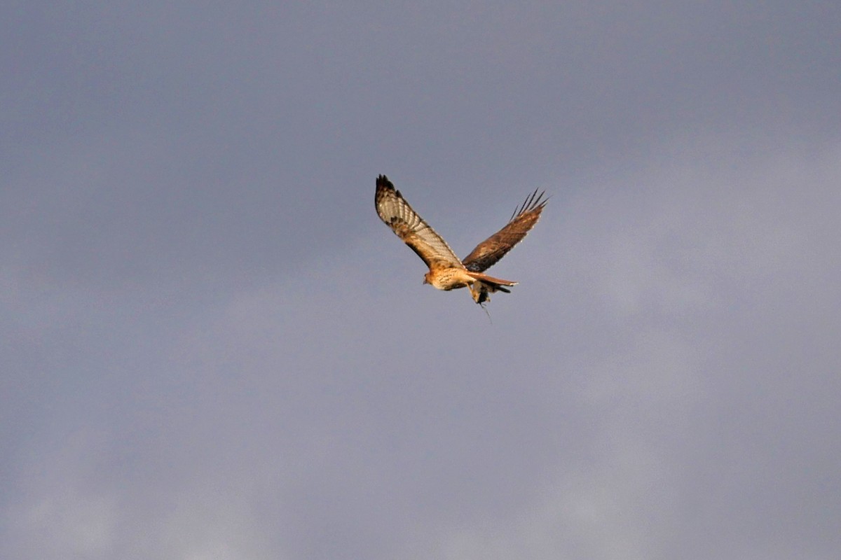Red-tailed Hawk - ML29407031
