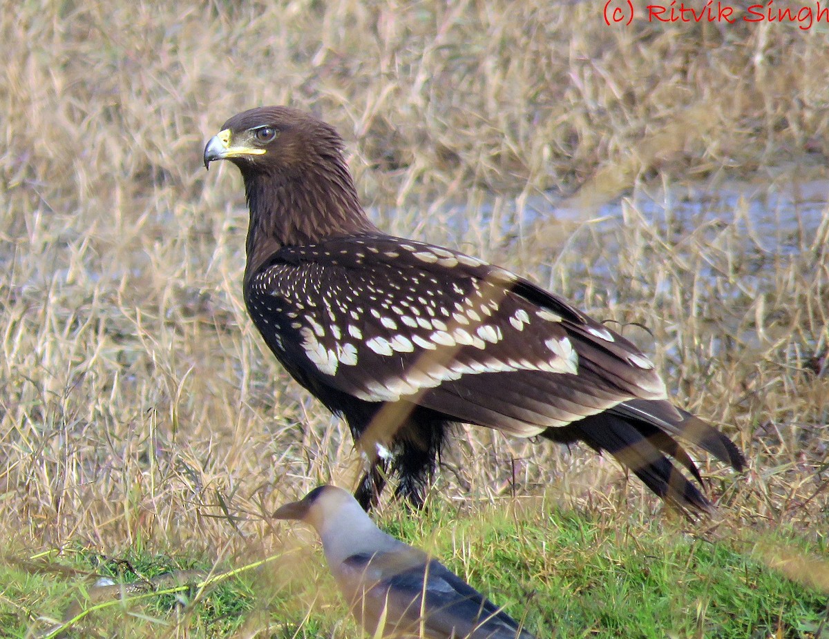 Greater Spotted Eagle - ML294071341
