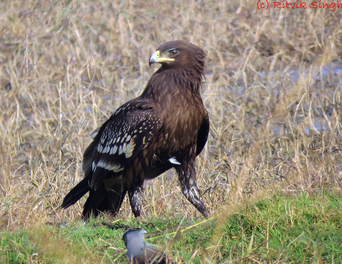 Greater Spotted Eagle - ML294071381