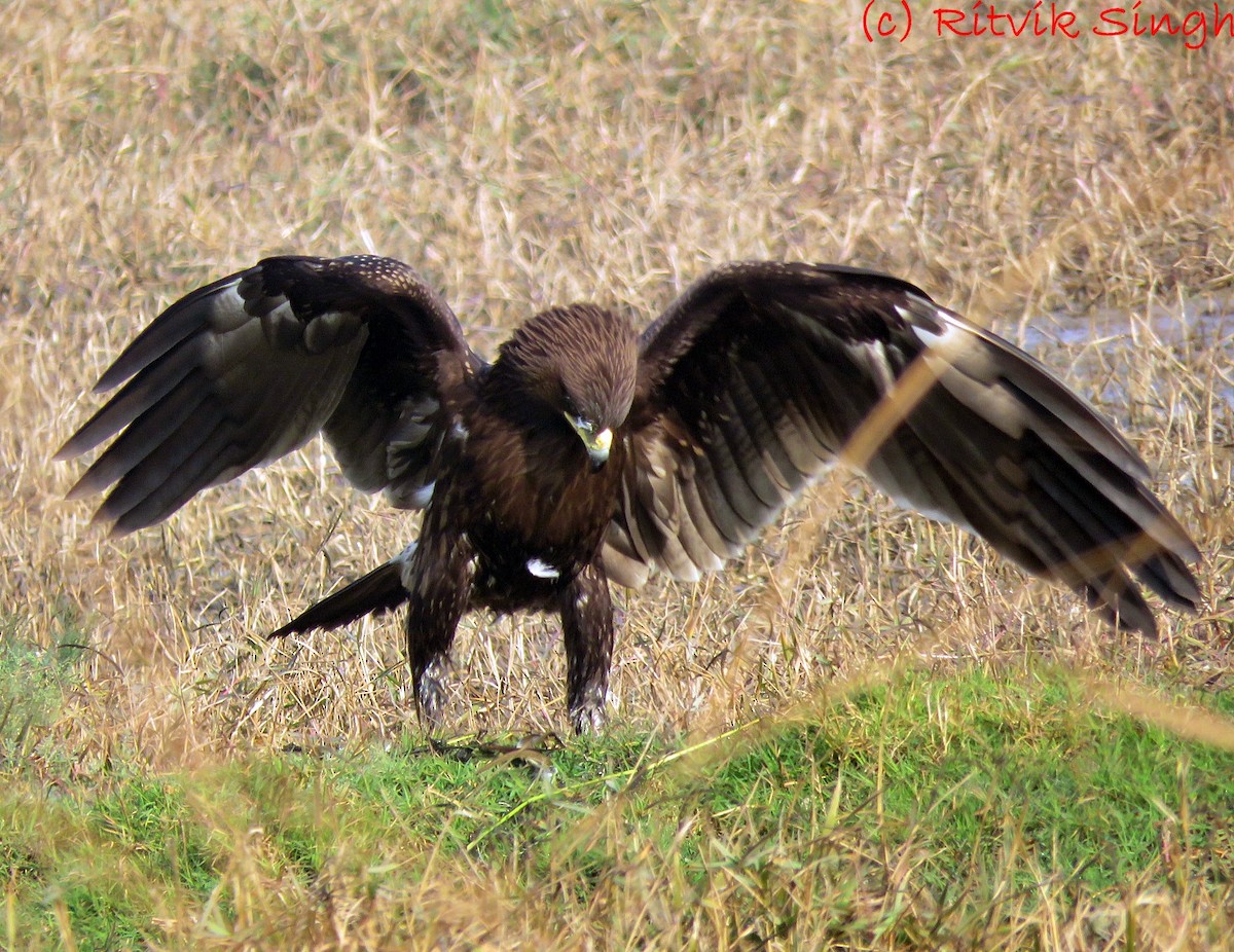 Greater Spotted Eagle - ML294071411