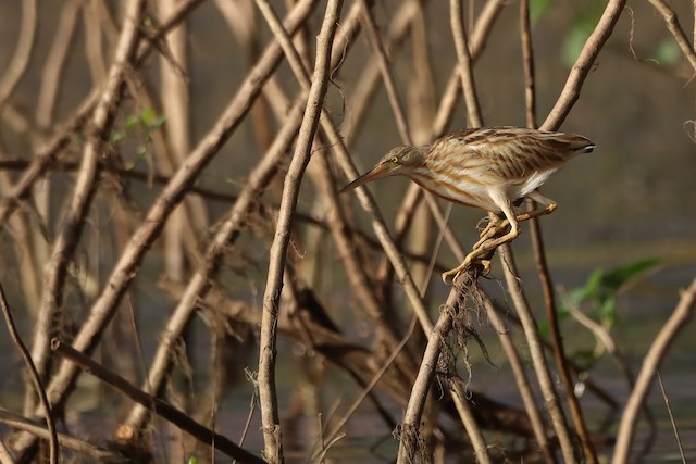 Yellow Bittern winters in southernIndia; January, Kerala, India. - Yellow Bittern - 