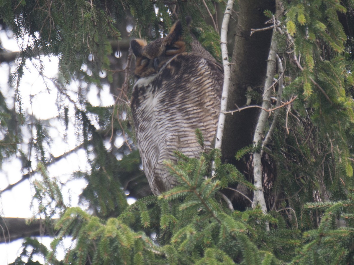 Great Horned Owl - ML294076551