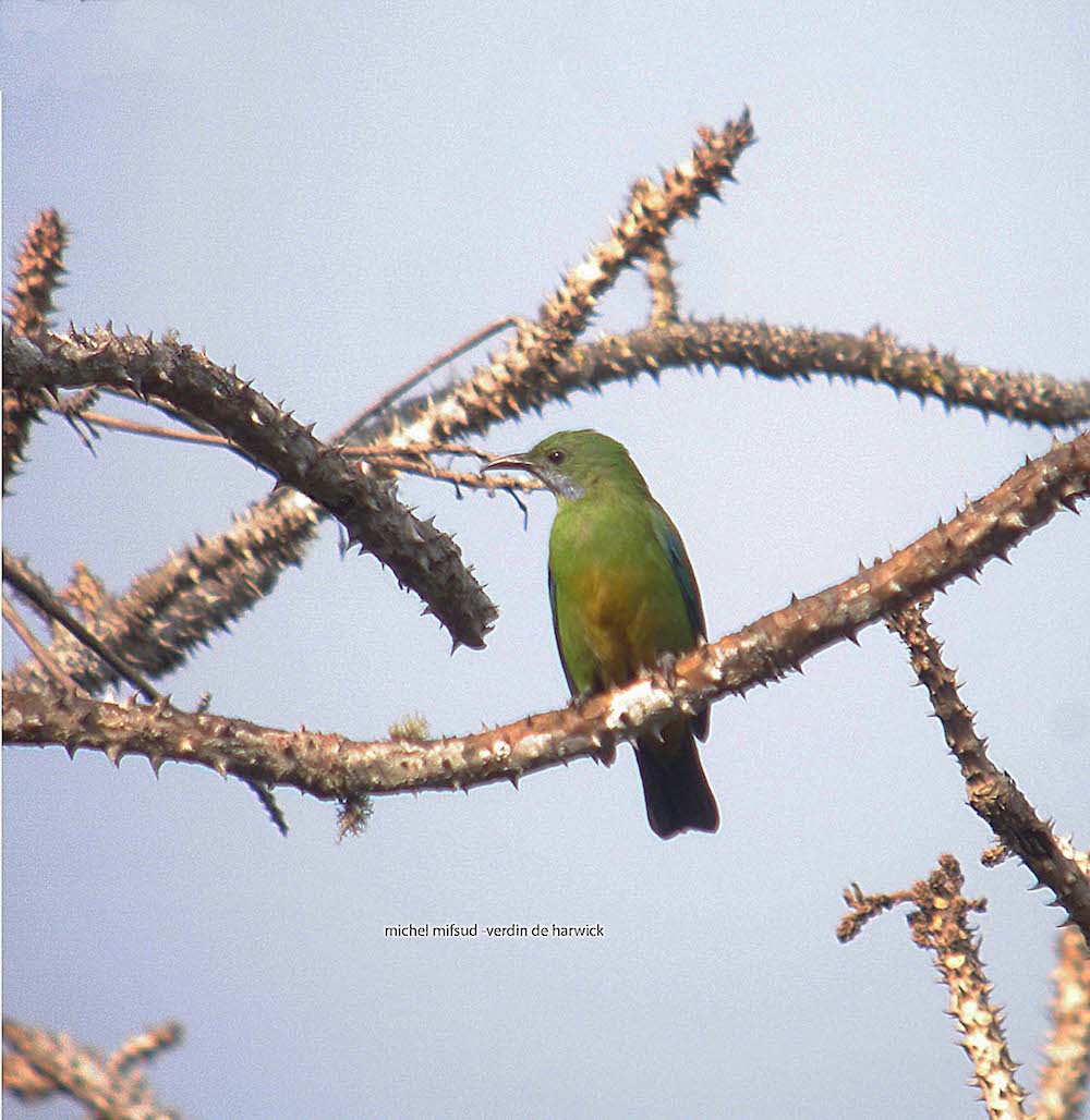 Orange-bellied Leafbird - ML294080051