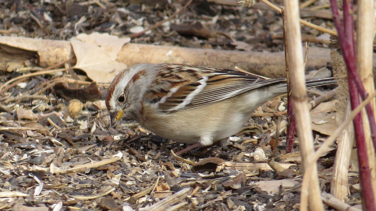 American Tree Sparrow - Merri R