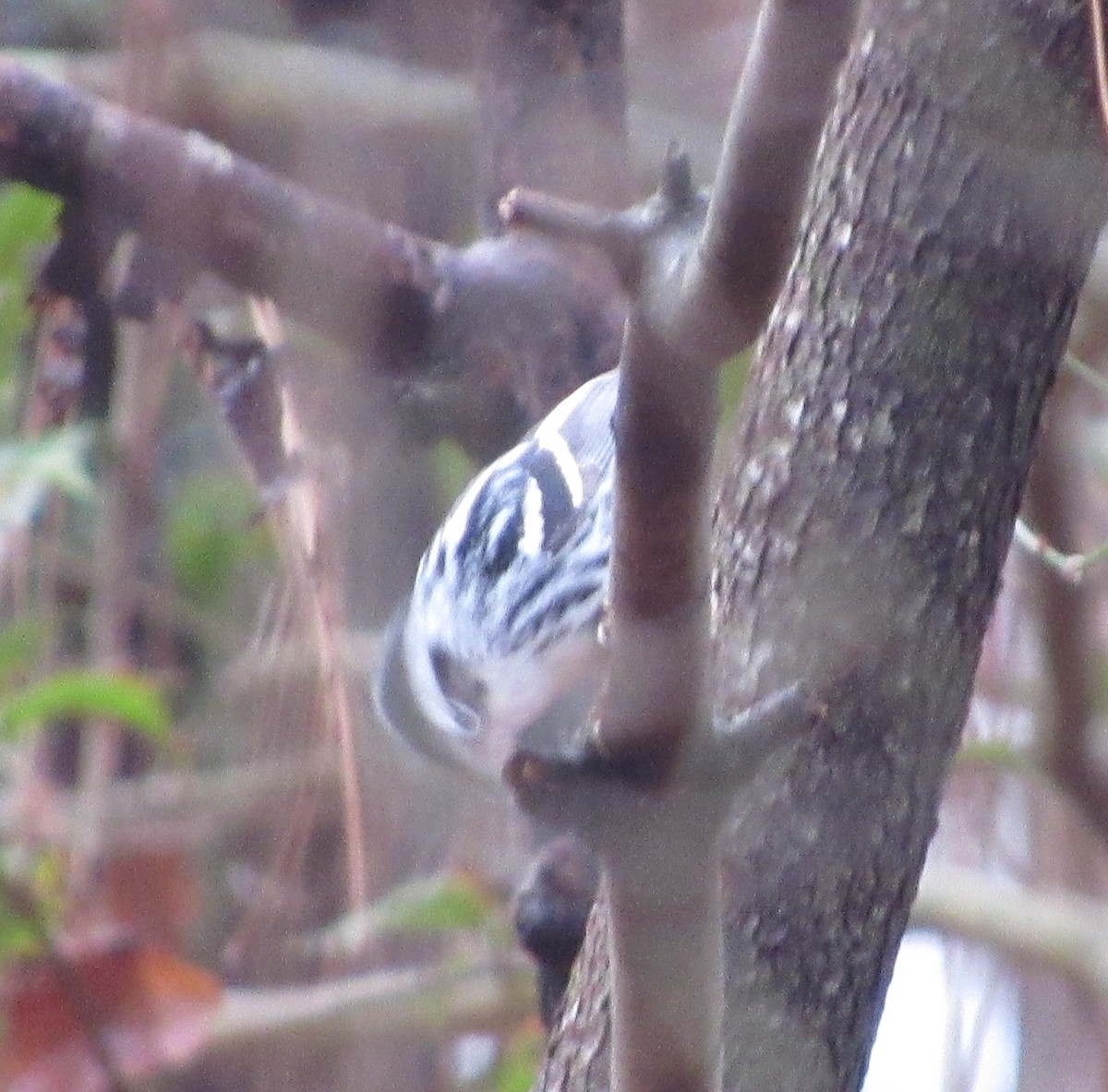 Black-and-white Warbler - ML294086981