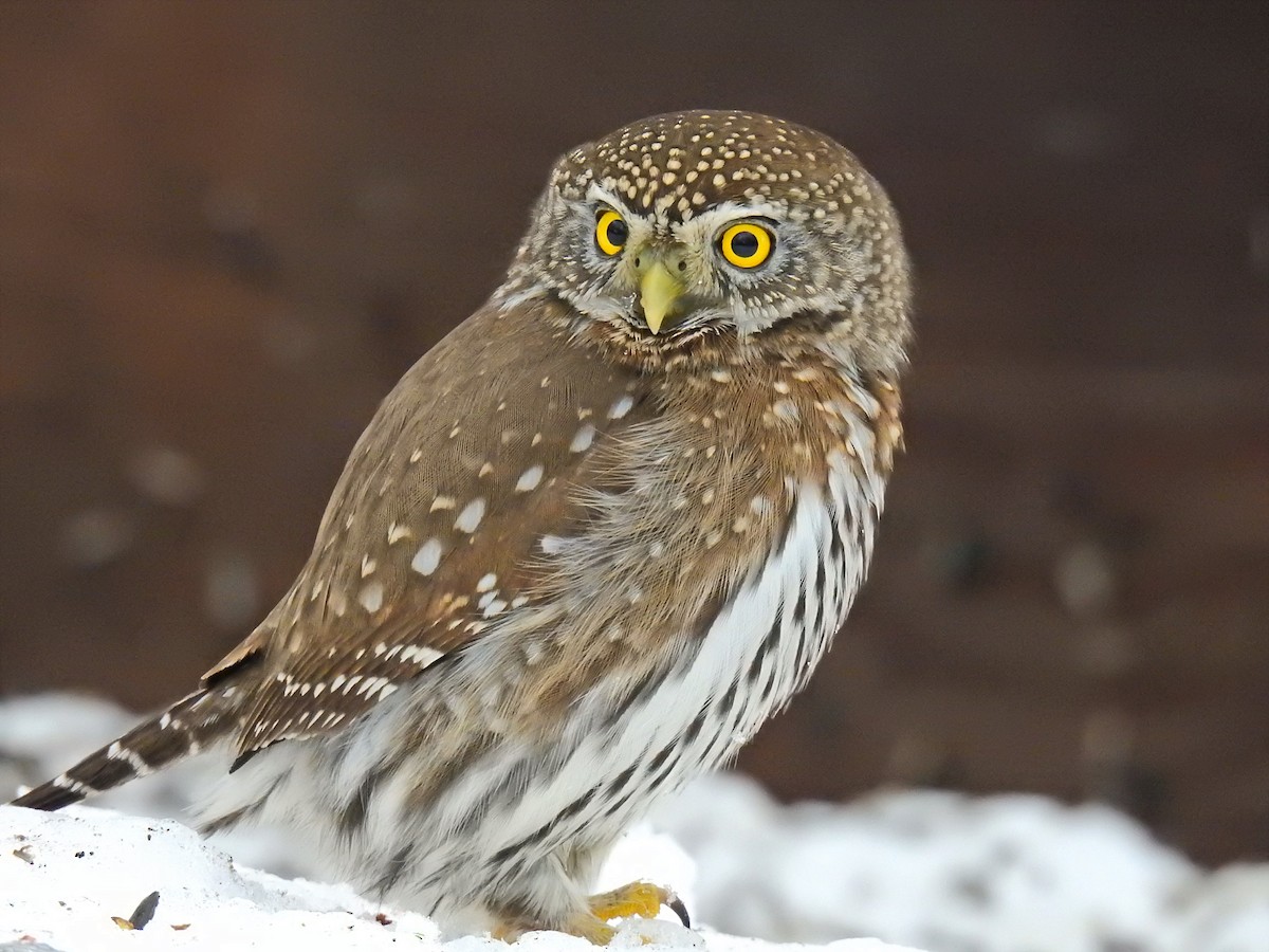 Northern Pygmy-Owl - Darlene Cancelliere