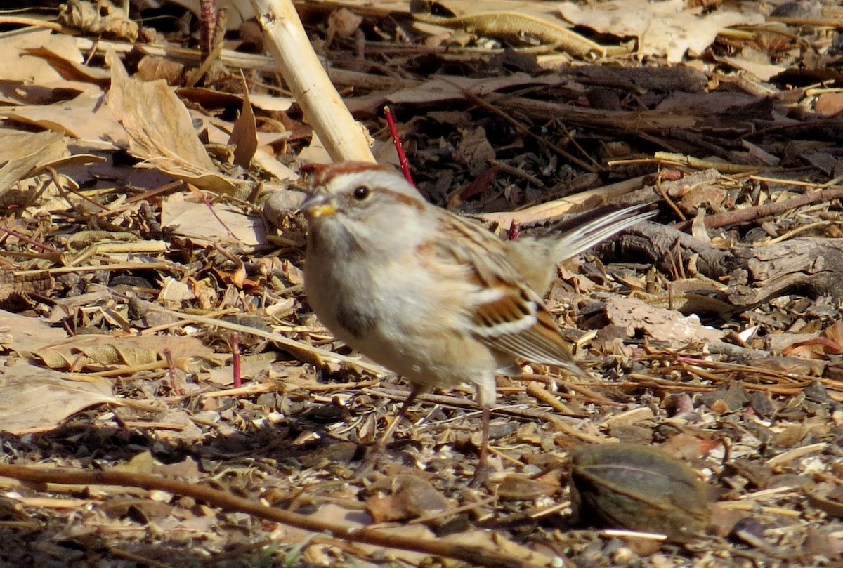American Tree Sparrow - Merri R