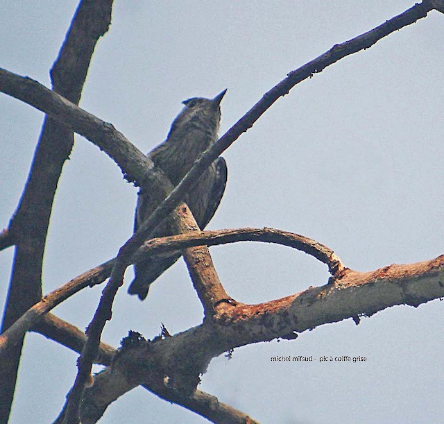 Gray-capped Pygmy Woodpecker