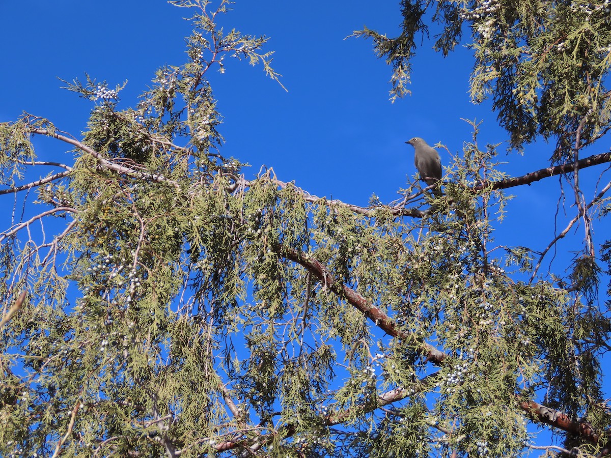 Townsend's Solitaire - ML294099291