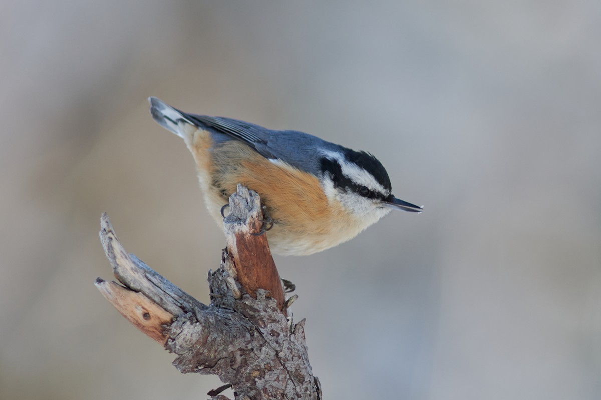 Red-breasted Nuthatch - Ivan Wiljanen