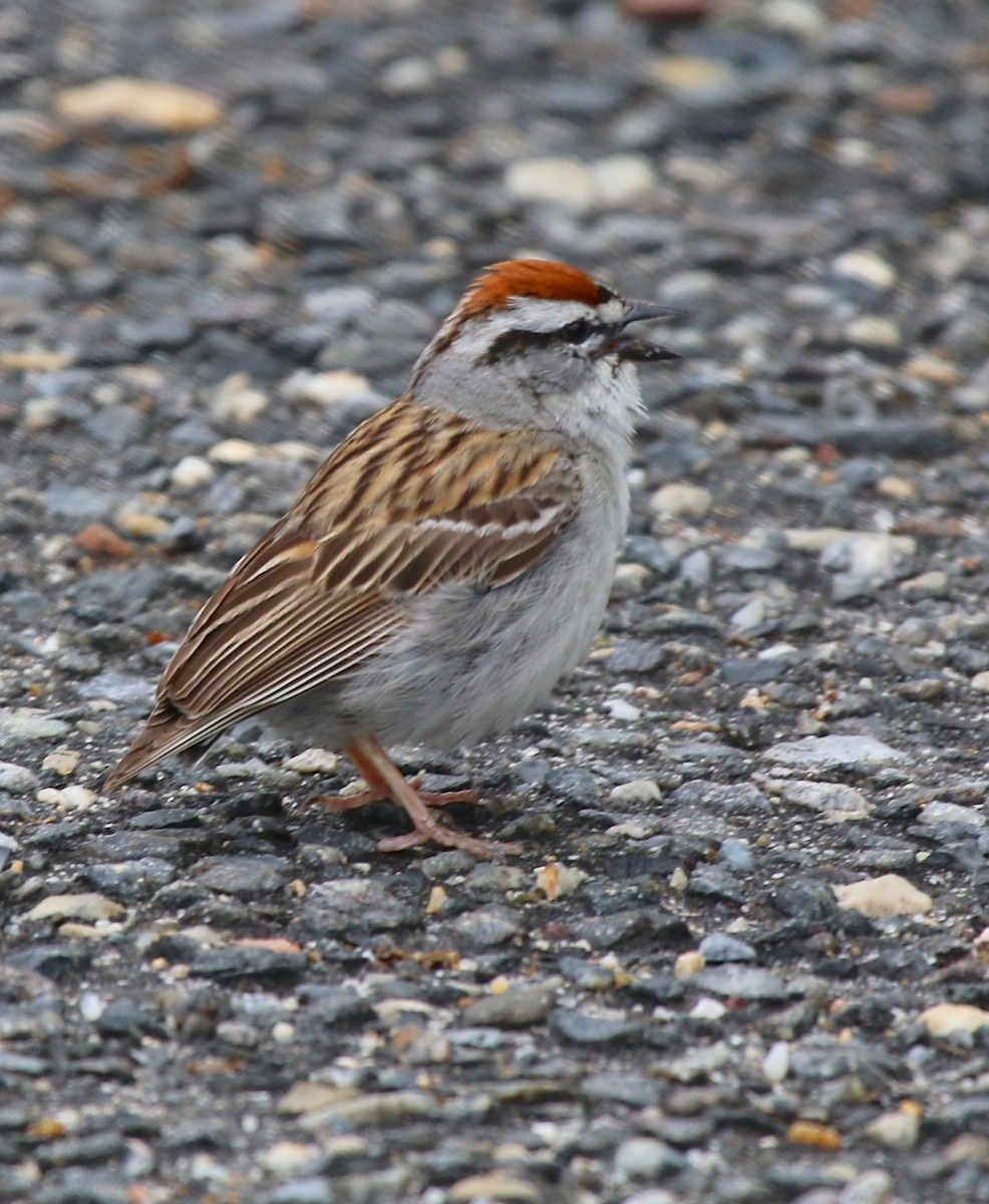 Chipping Sparrow - Jeffrey Cohen