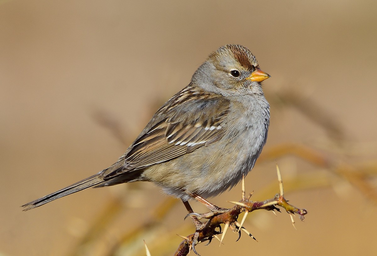 White-crowned Sparrow - ML294116581