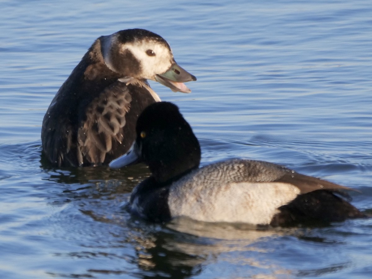 Long-tailed Duck - ML294117611