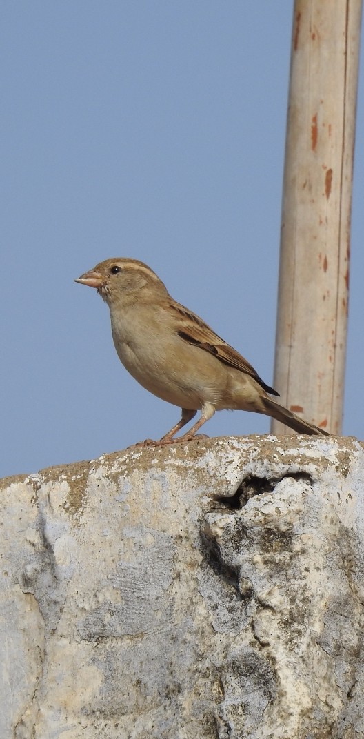 Sind Sparrow - Ranjeet Singh