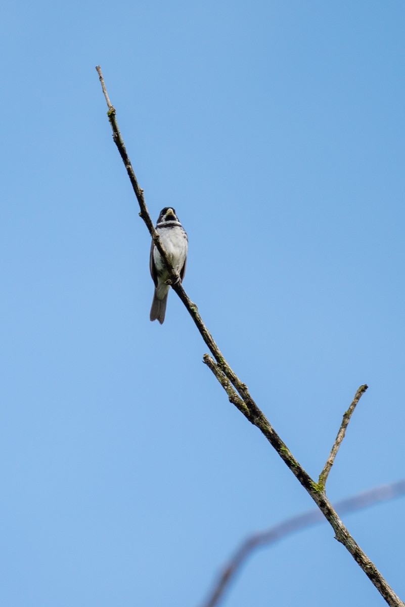 Double-collared Seedeater - ML294123881