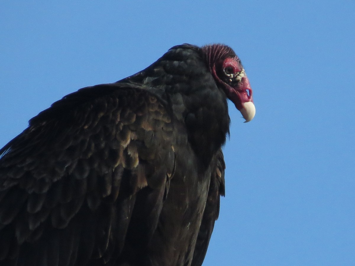 Turkey Vulture - ML294123991