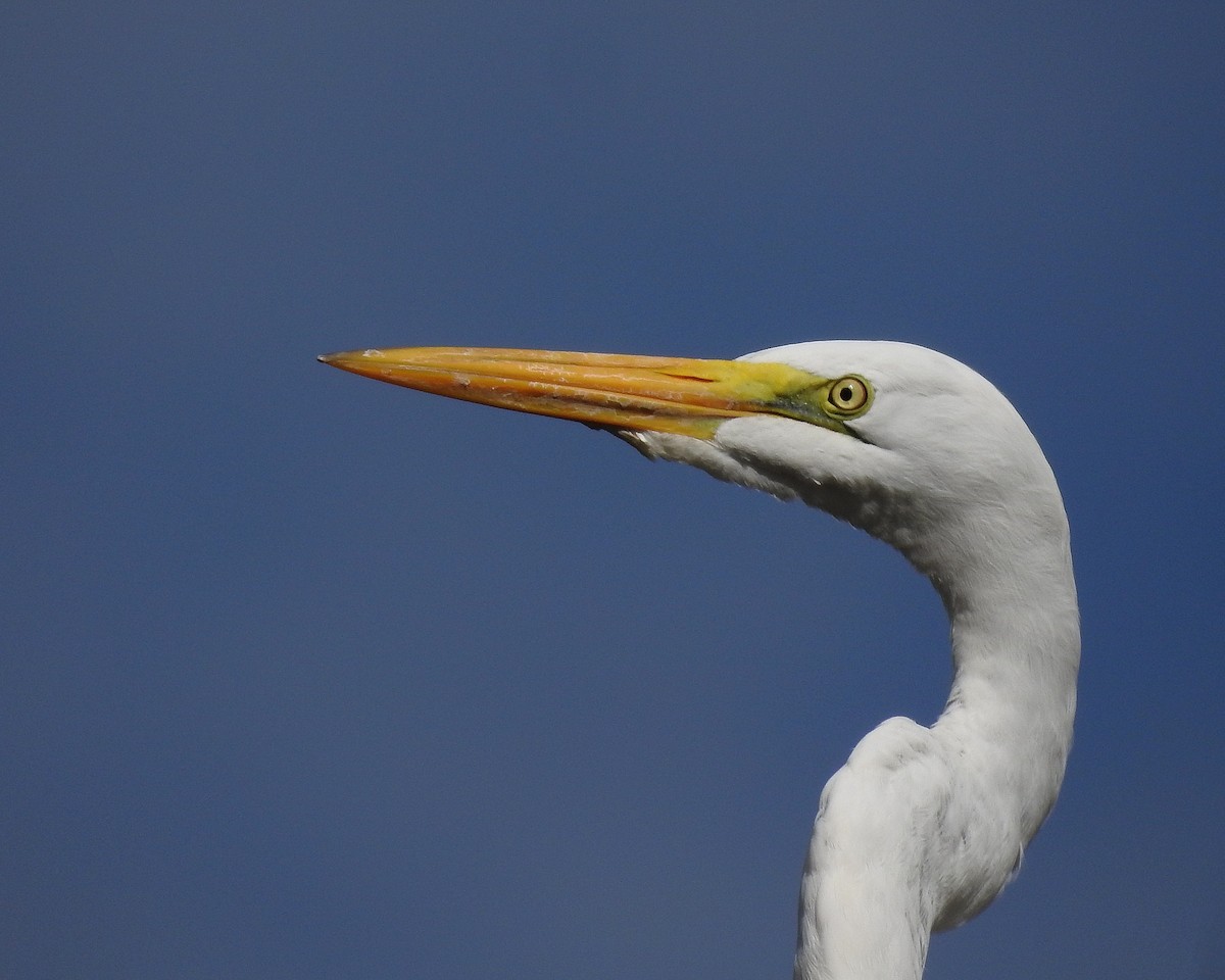Great Egret - Tania Aguirre