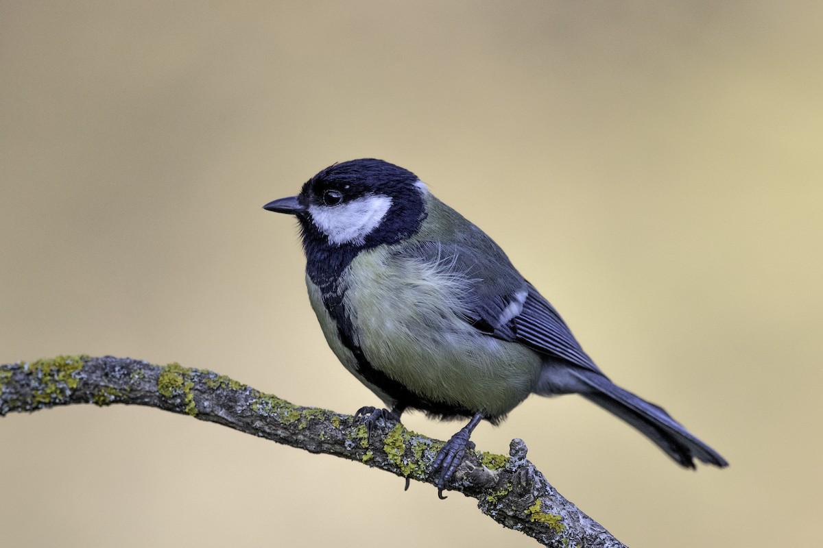 Great Tit - Ana  Mendes do Carmo