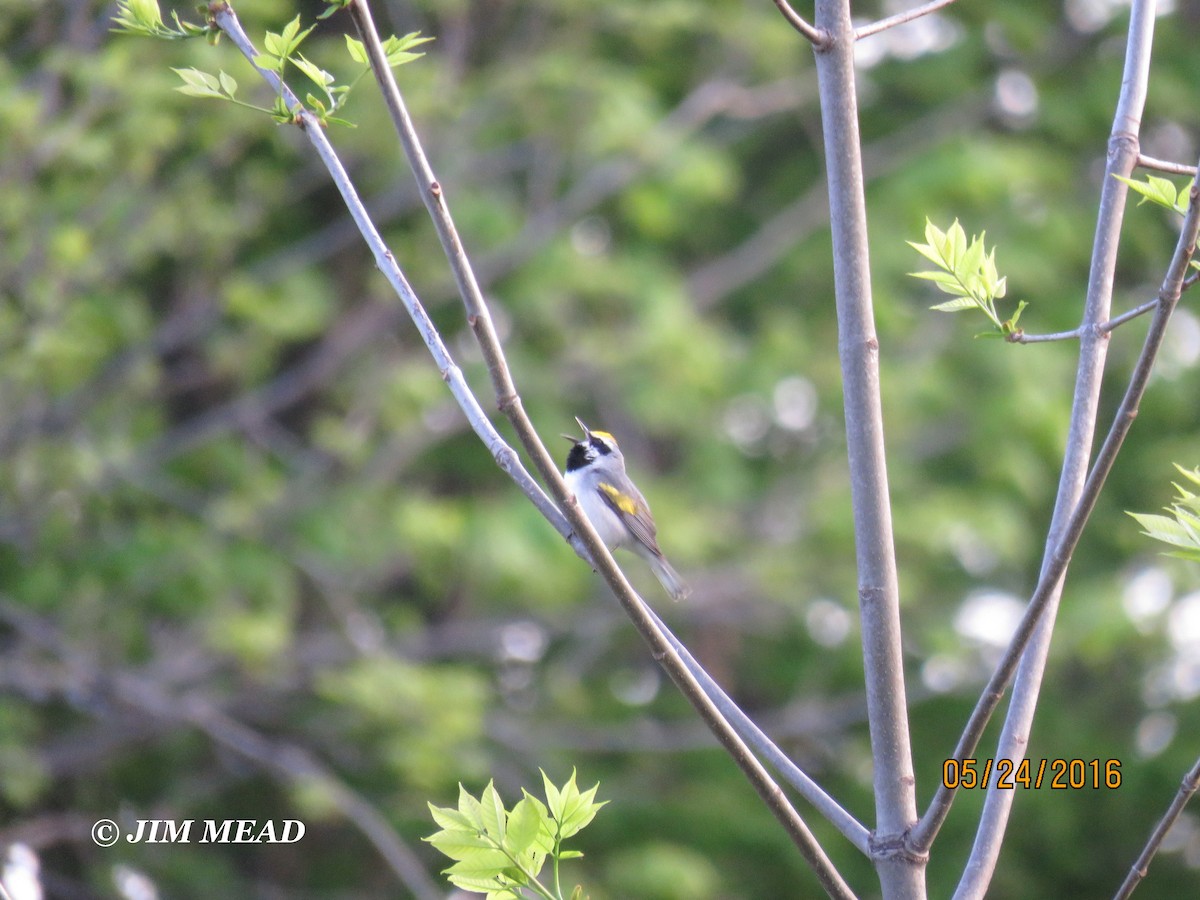 Golden-winged Warbler - Jim Mead