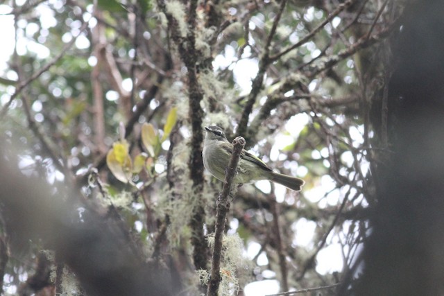  - Spectacled Tyrannulet - 