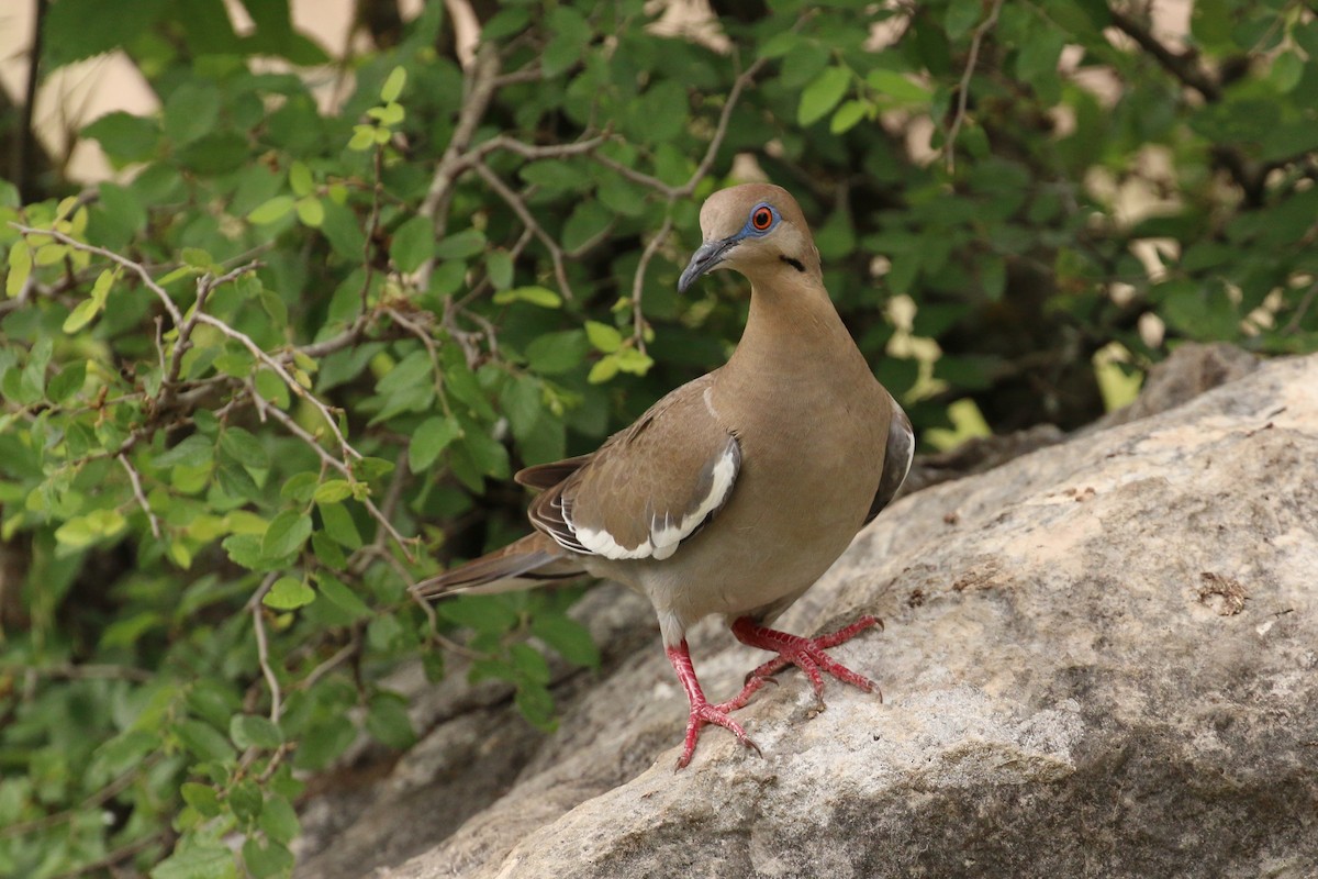 White-winged Dove - Tommy Pedersen