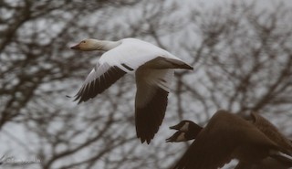 Snow Goose, ML294136521