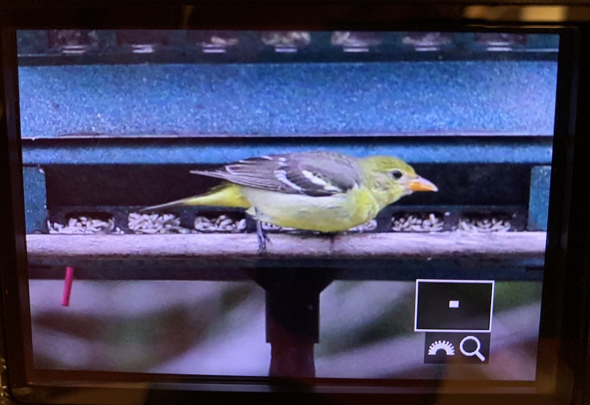 Western Tanager - ML294136941