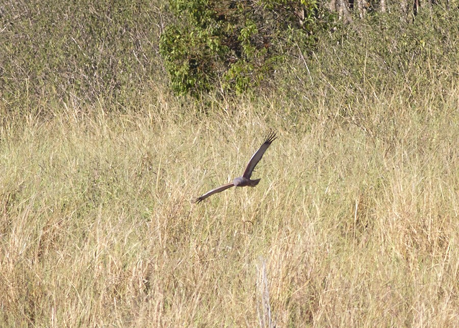 Spotted Harrier - ML29413831