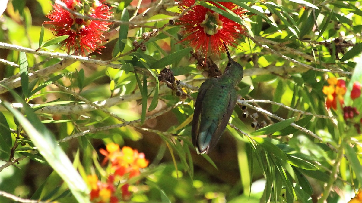 Broad-tailed Hummingbird - ML294140121