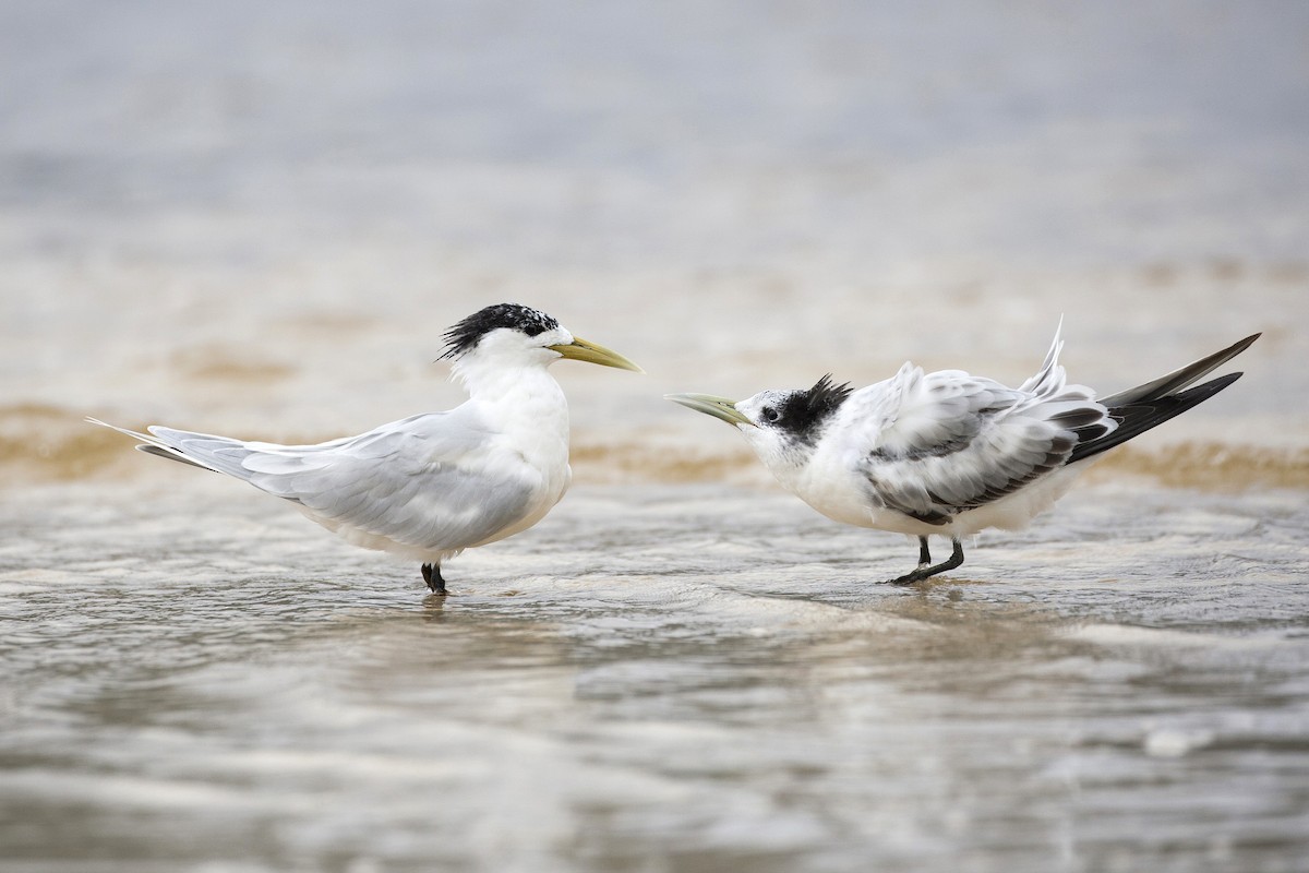Great Crested Tern - ML294140161