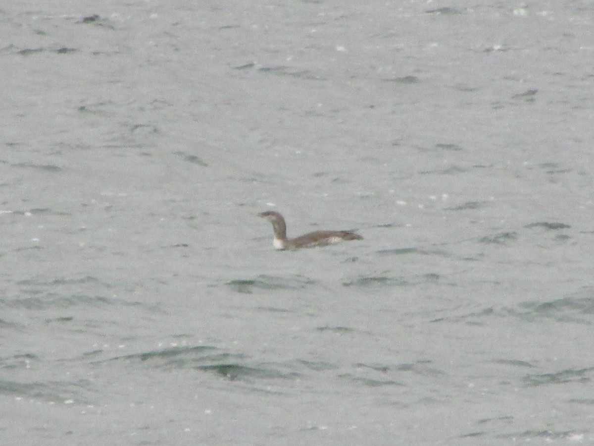 Red-throated Loon - ML294143821