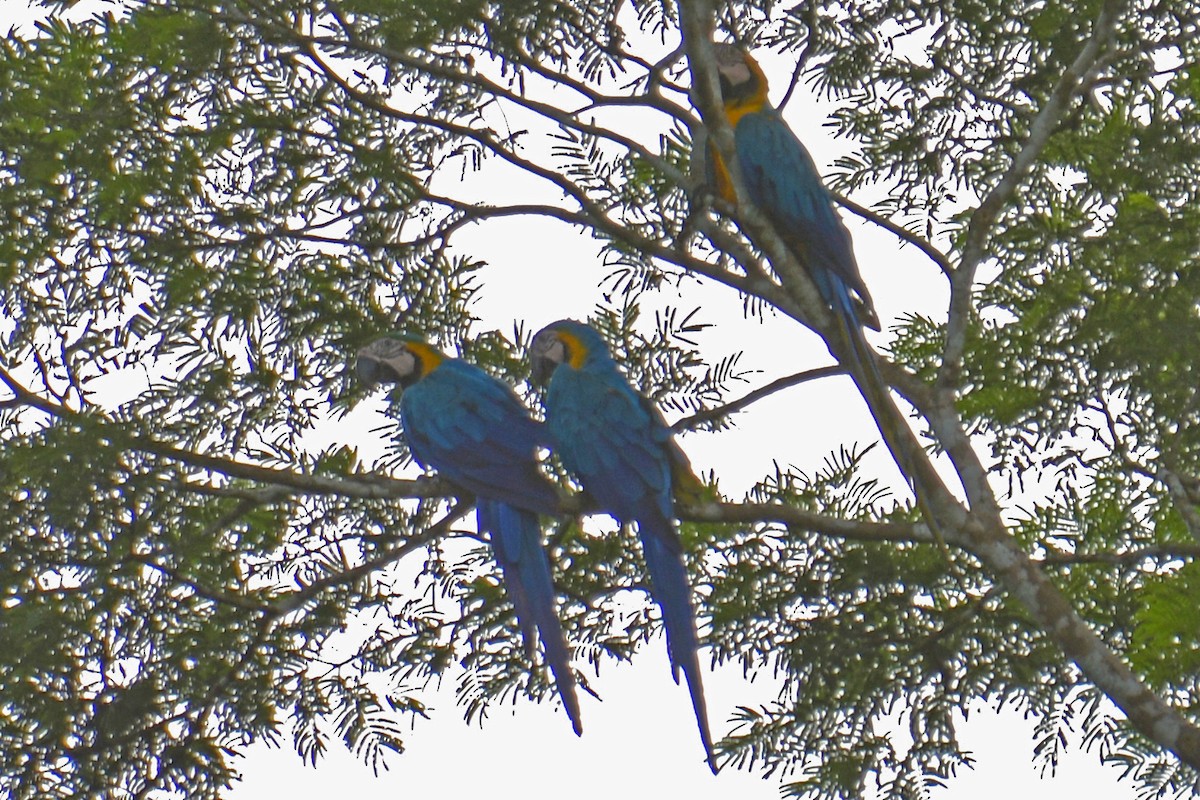 Blue-and-yellow Macaw - ML294144141