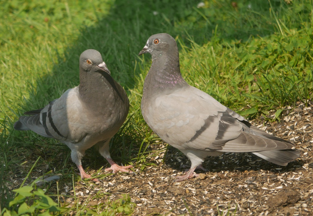 Rock Pigeon (Feral Pigeon) - Ed Gaillard