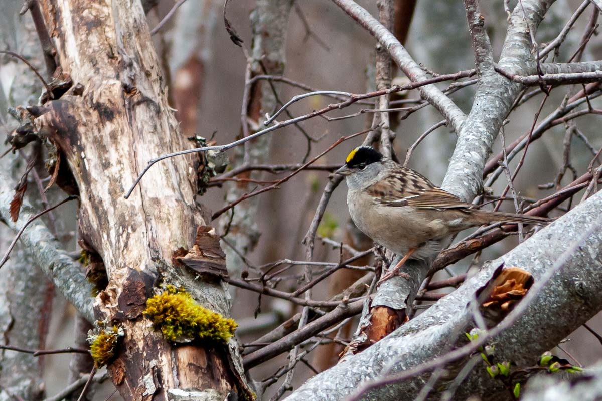 Golden-crowned Sparrow - Ron Horn